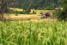 The Little Hut In The Paddy Rice Field Stock Photography The Little Hut In The Paddy Rice Field Stock Photography