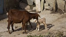 The Goat And Her Kid Royalty Free Stock Image The Goat And Her Kid Royalty Free Stock Image