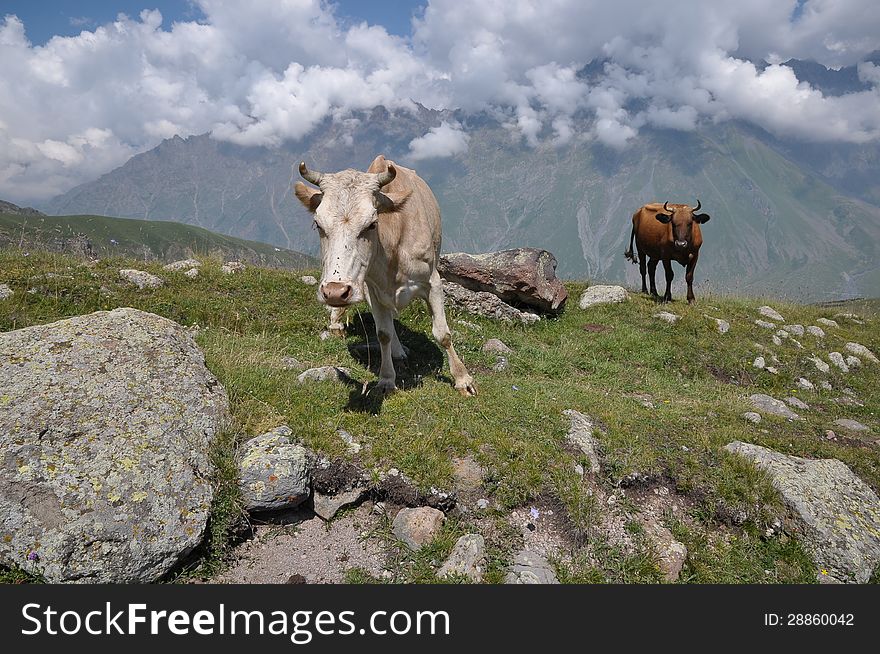 Grazing cows in the mountains of Georgia.