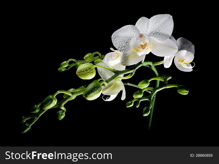 White Orchid Phalaenopsis in bloom isolated black. White Orchid Phalaenopsis in bloom isolated black