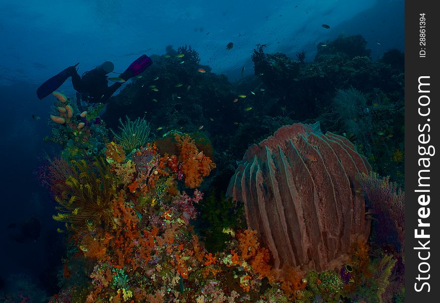 Under water seascape in raja ampat