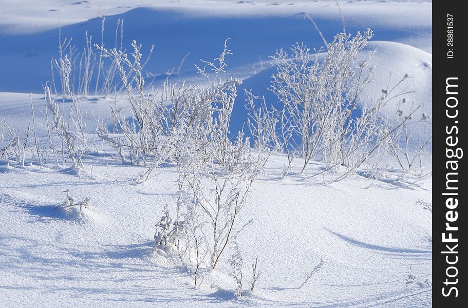 Snow and grass in the frost. Snow and grass in the frost