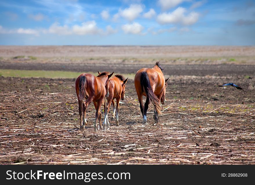 Horses On The Prairie