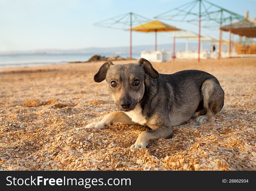 Homeless dog lying on deserted beach. Homeless dog lying on deserted beach