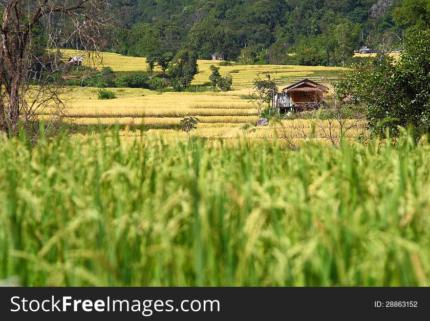 The Little Hut In The Paddy Rice Field