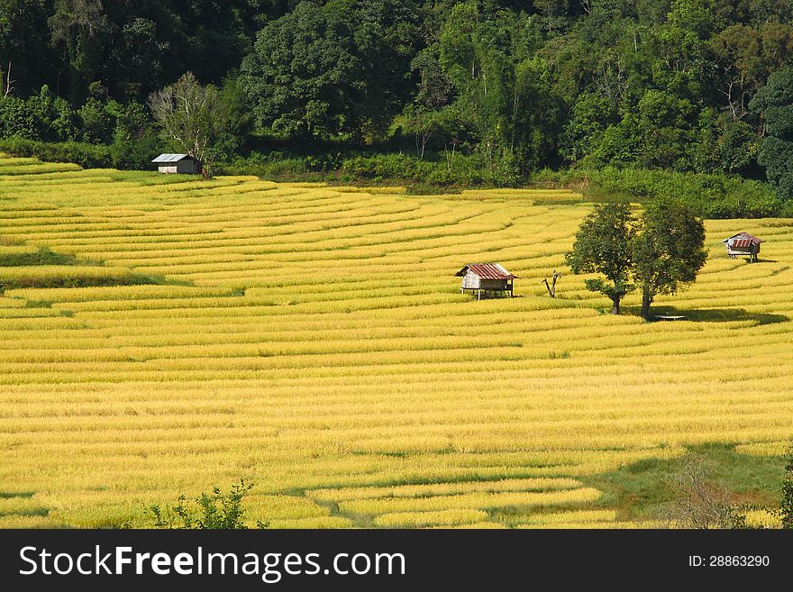 Paddy rice field with the little hut