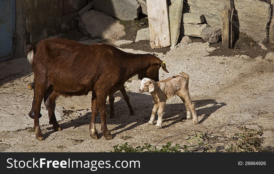 A new born goat and his mother still carrying the funicle and placenta. A new born goat and his mother still carrying the funicle and placenta