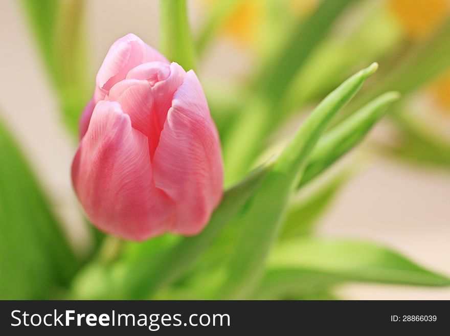 Lovely Pink Tulip Close Up