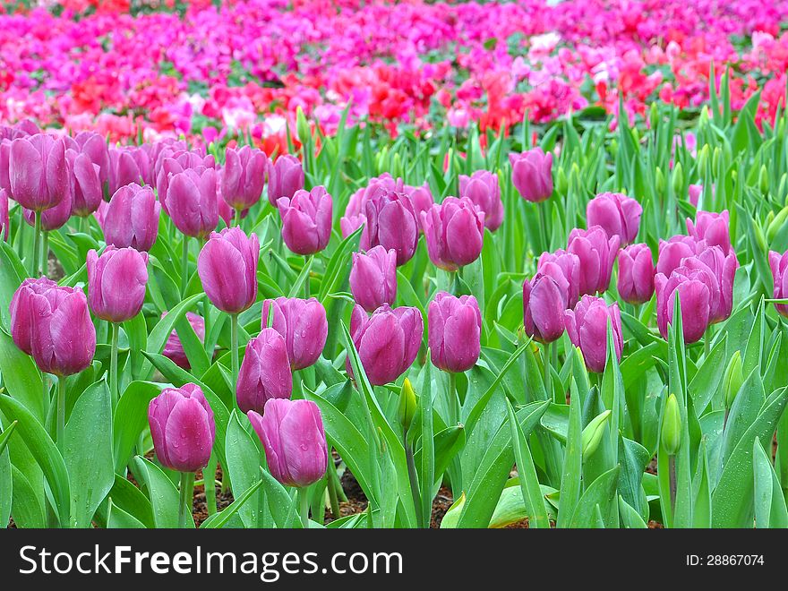 Beautiful tulips on the field