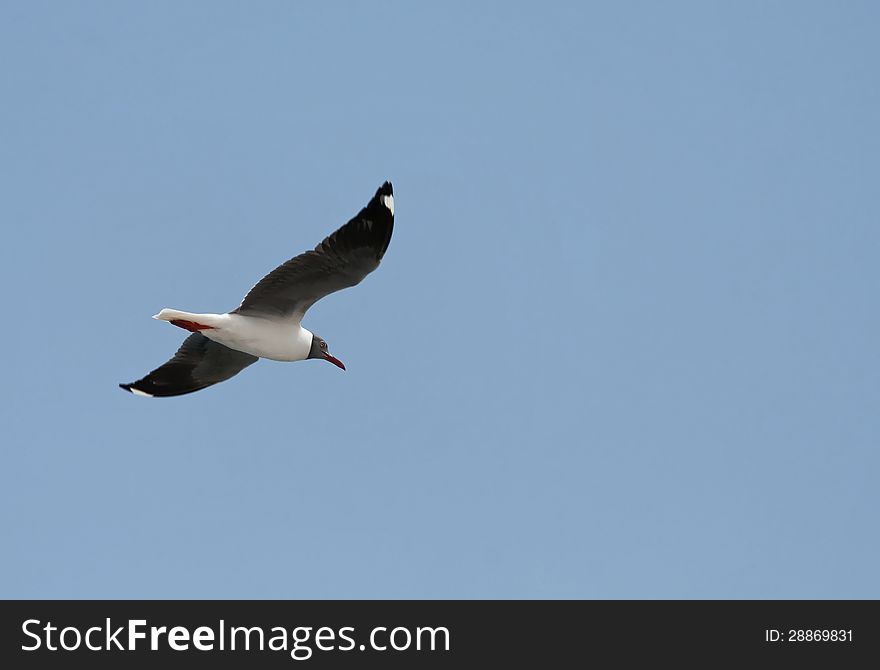 Tern in fly in ablue sky.