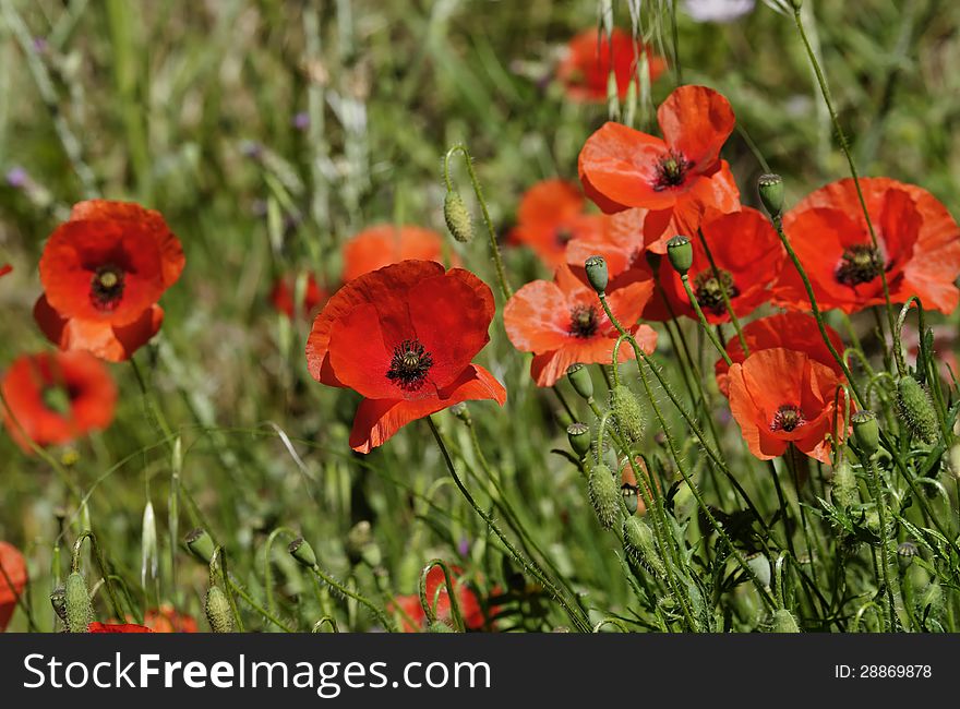The Poppies