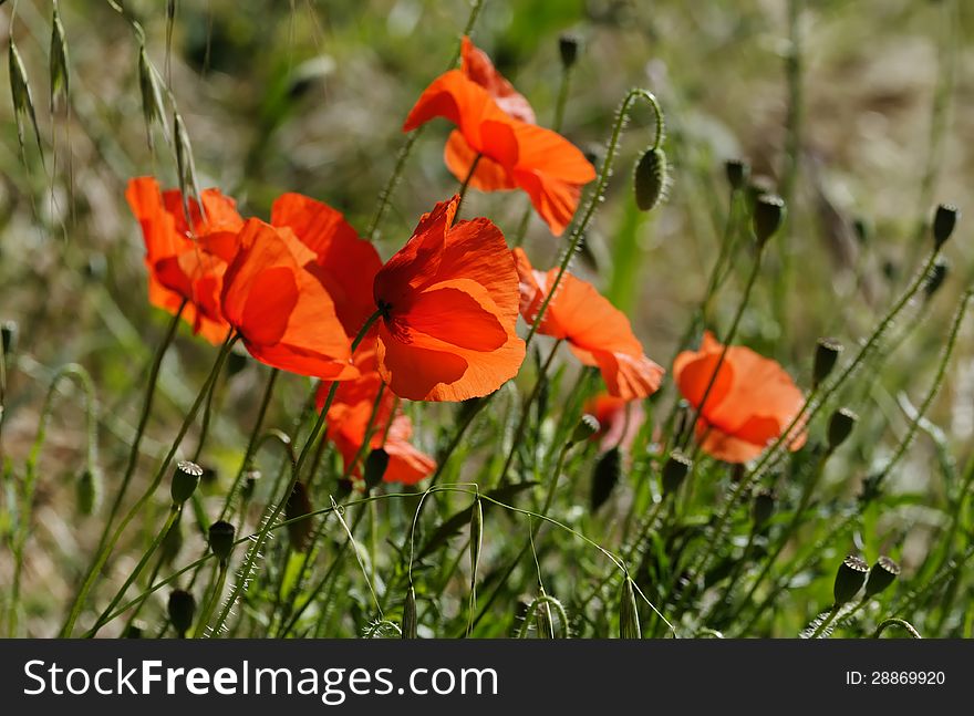 Brilliants poppies in a meadow. Brilliants poppies in a meadow