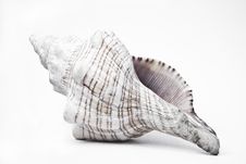 Conch Shell Royalty Free Stock Images