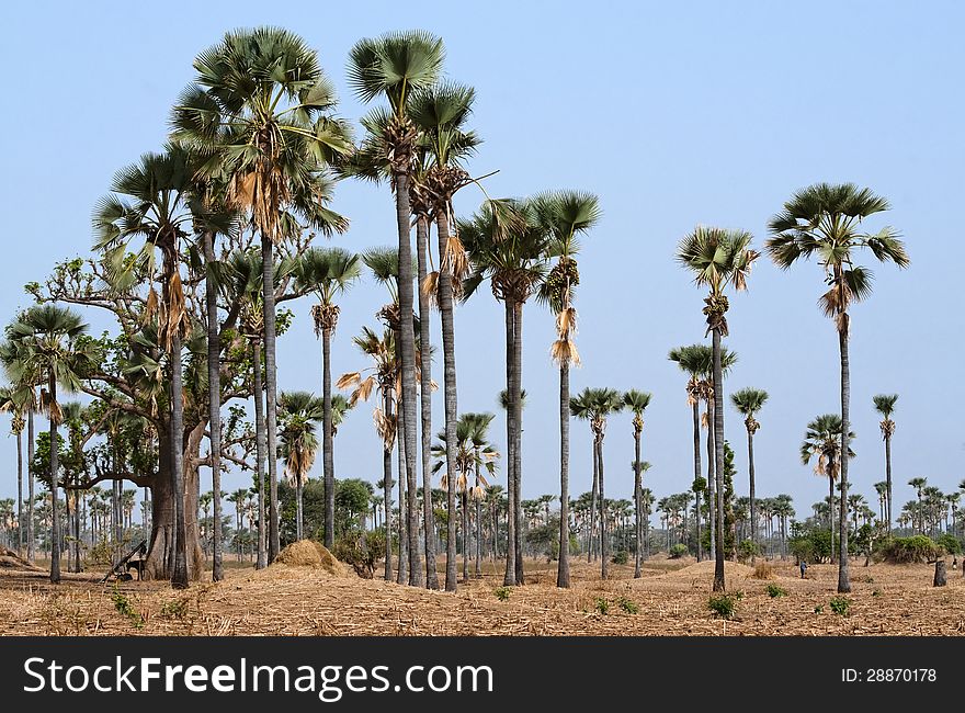 Plantation of palmyra palms in Senegal, west Africa. Plantation of palmyra palms in Senegal, west Africa.