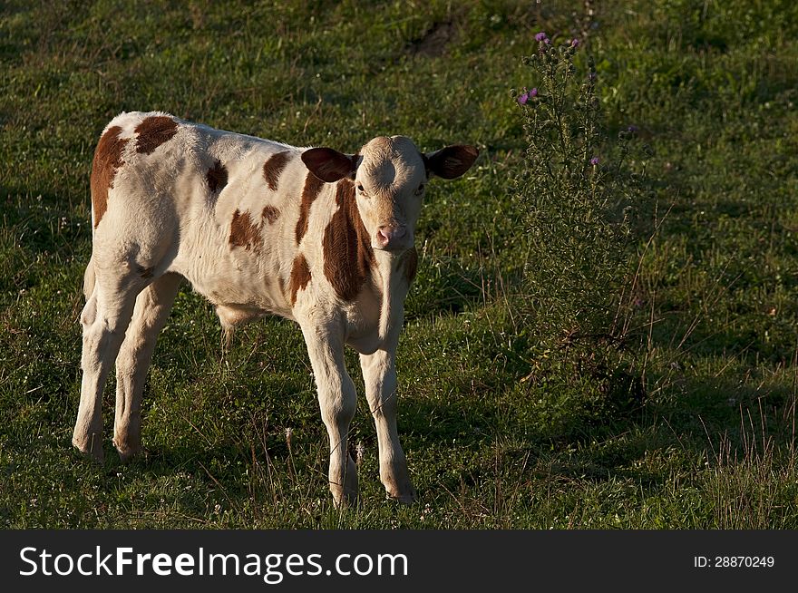 A calf in a pasture. A calf in a pasture