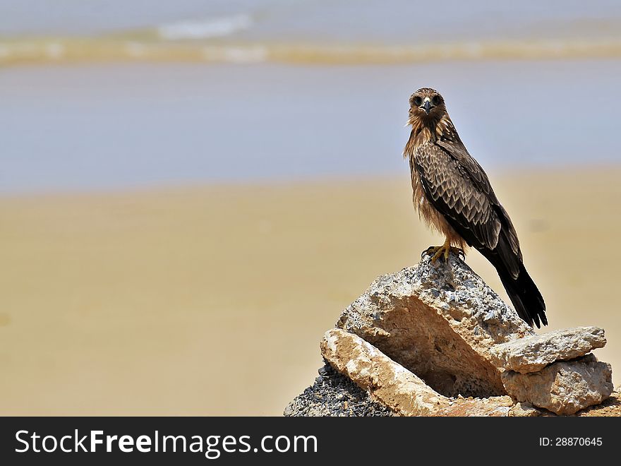 A black kite alighted on a rock. A beach in Senegal, west Africa. A black kite alighted on a rock. A beach in Senegal, west Africa.
