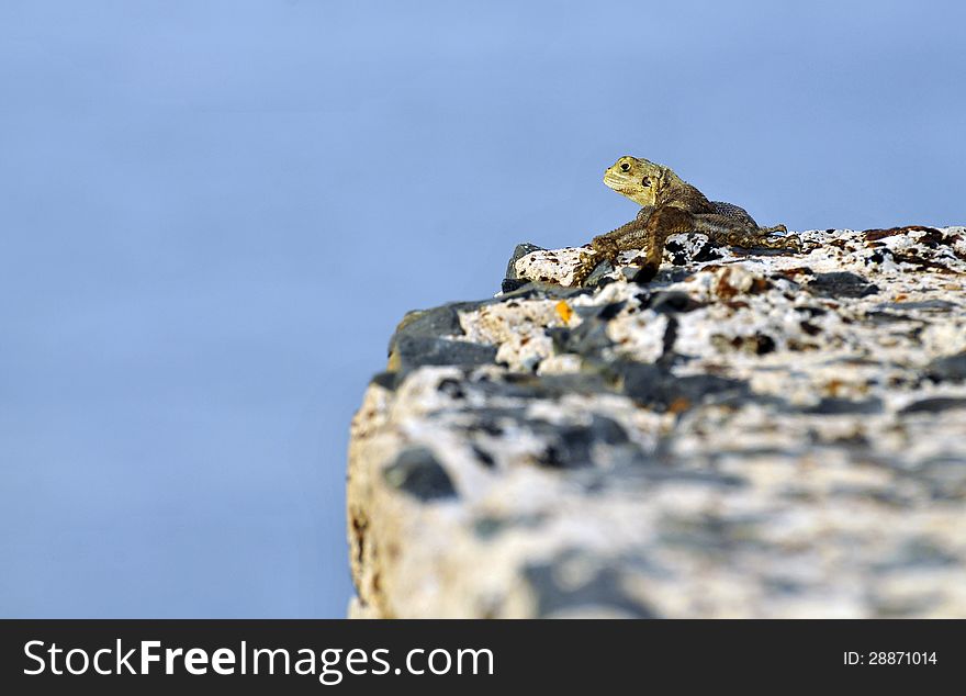 A yellow lizard on a rock. Photo taken in west Africa. A yellow lizard on a rock. Photo taken in west Africa.