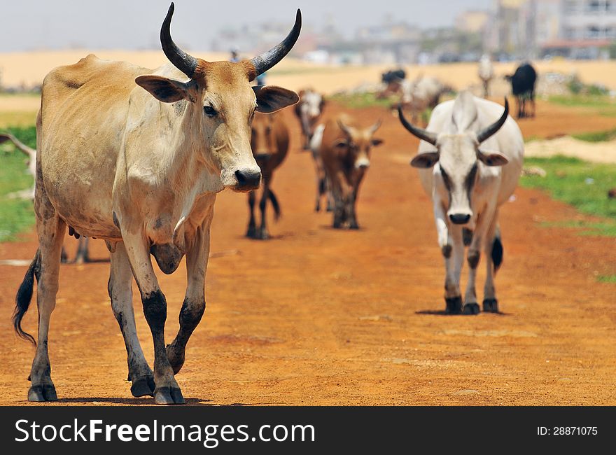 A herd of zebu photographed in west africa. A herd of zebu photographed in west africa.