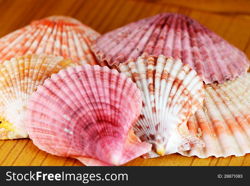 Pink and orange sea shell for decorating fish tank. Pink and orange sea shell for decorating fish tank.