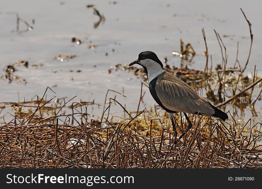 A spur-winged Lapwing alighted on the edge of pond. Photo taken in west Africa.