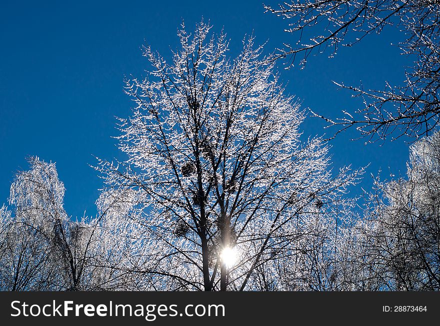 Winter tree on a background of blue sky