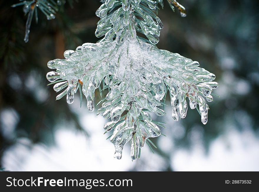 Winter ice pine in the forest. Winter ice pine in the forest