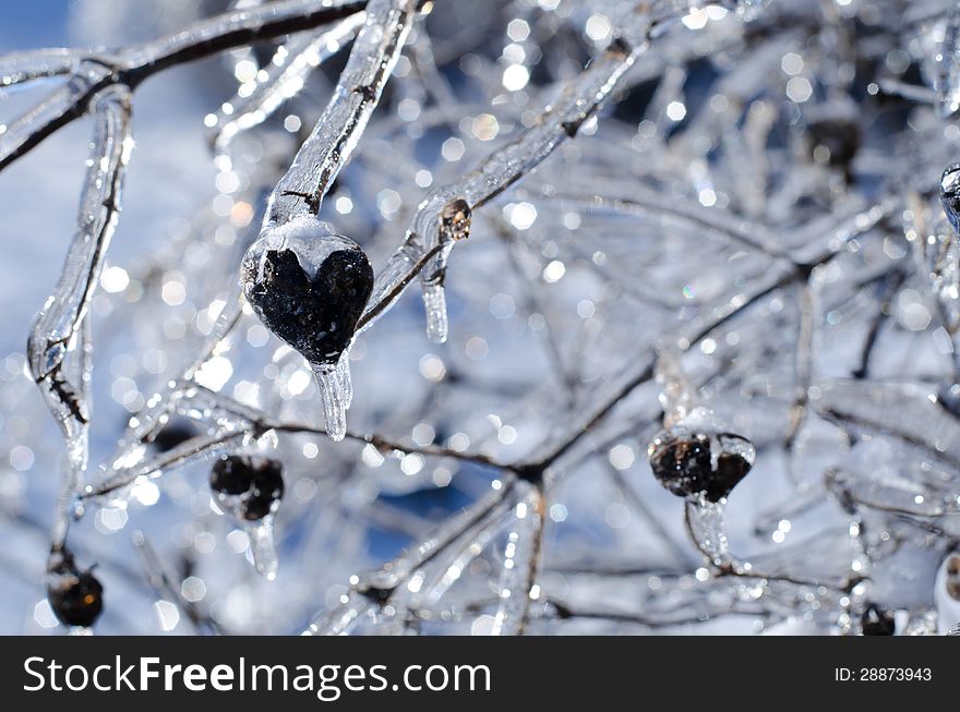 Icy branch in the form of heart