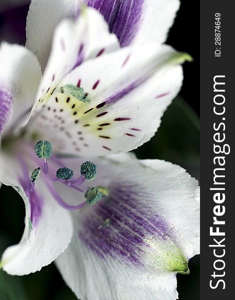 Alstroemeria - White and Purple Peruvian Lily