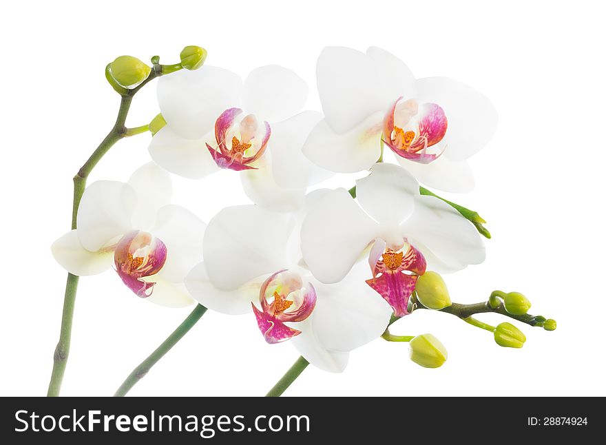 White orchid isolated on white