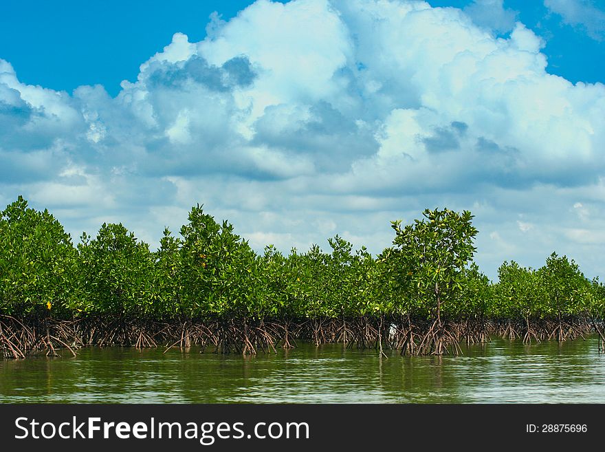 Mangrove tree from south of Thailand. Mangrove tree from south of Thailand.