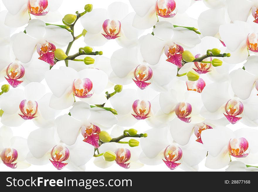 White orchid, flower beautiful blossom background. White orchid, flower beautiful blossom background