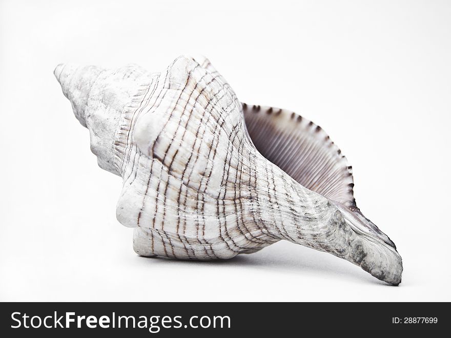 Conch shell on a white background
