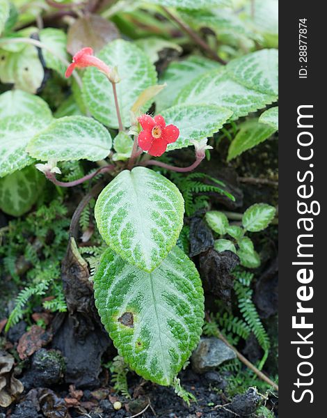 Red Episcia or Flame violet (Episcia cupreata (Hook.) Hanst) flower and leaves in garden