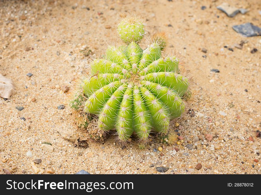 Echinocactus grusonii Cactus plant, Kos, Greece, Europe