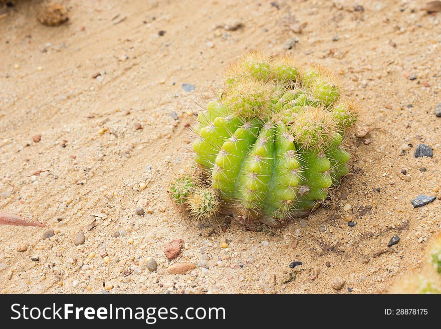 Echinocactus grusonii Cactus plant, Kos, Greece, Europe