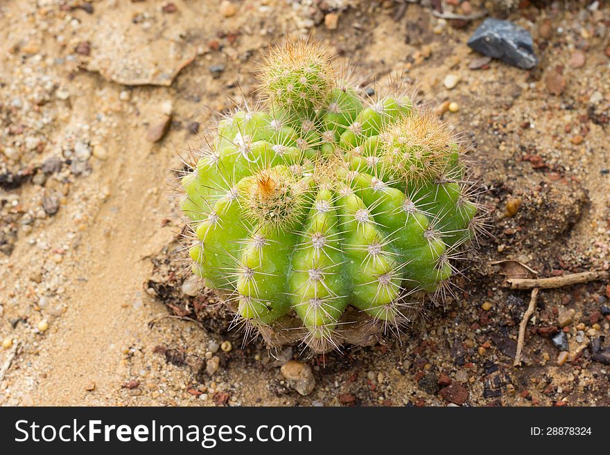 Echinocactus grusonii Cactus plant, Kos, Greece, Europe