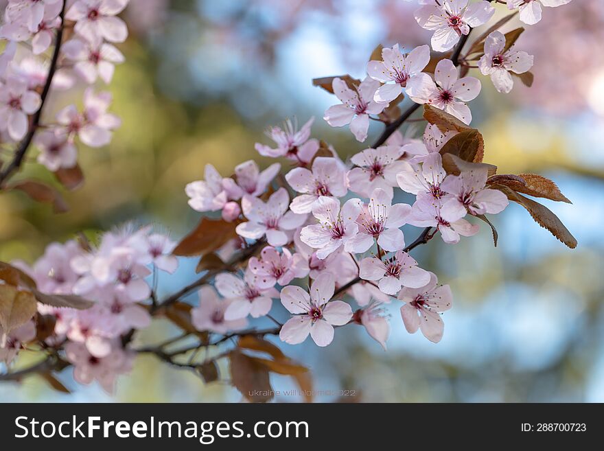 Blooming Cherry Blossom Branch, Nature& X27 S Elegance.