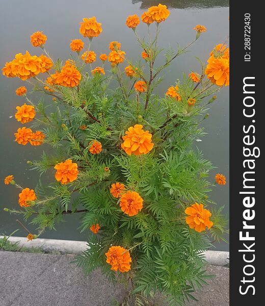 Orange colored flowers grow in the garden near the edge of the pond