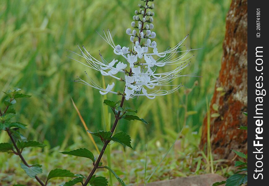 Herbal plants cat's whiskers, because the flowers are similar to cat's whiskers, are kidney stone crushing drugs. Herbal plants cat's whiskers, because the flowers are similar to cat's whiskers, are kidney stone crushing drugs