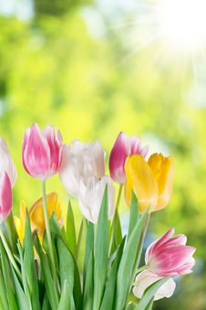 Tulips On A Blur Background. Stock Photo Tulips On A Blur Background. Stock Photo