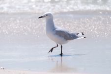 Seagull On Beach Stock Photo Seagull On Beach Stock Photo
