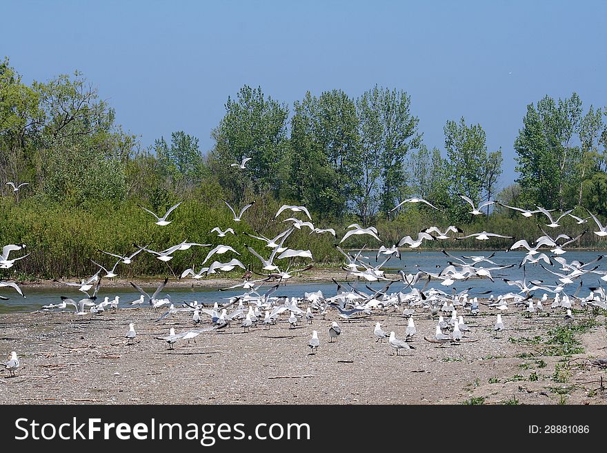 Many seagulls flying above the river. Many seagulls flying above the river