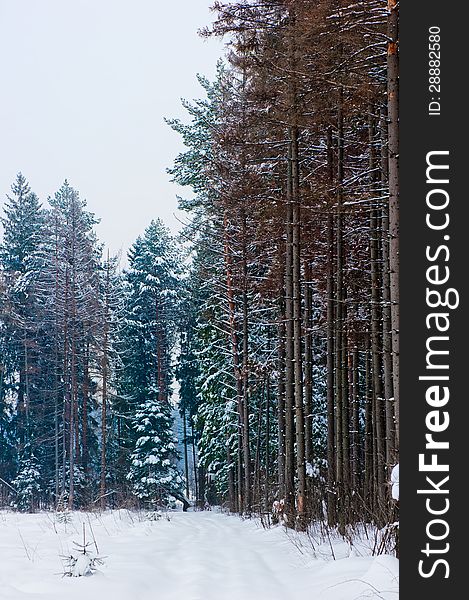 Snow-covered road in the winter pine forest. Snow-covered road in the winter pine forest