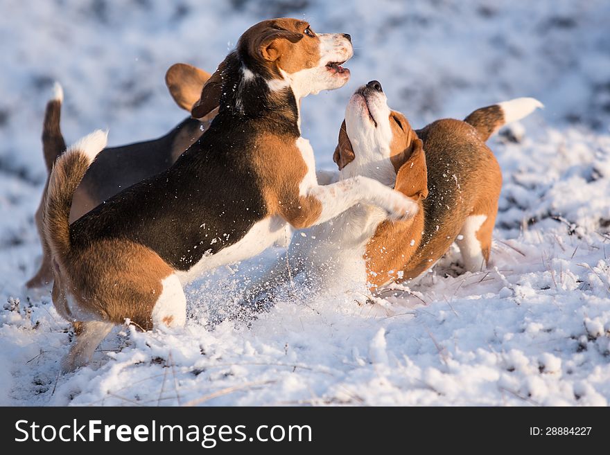 Three Beagles Having Fun