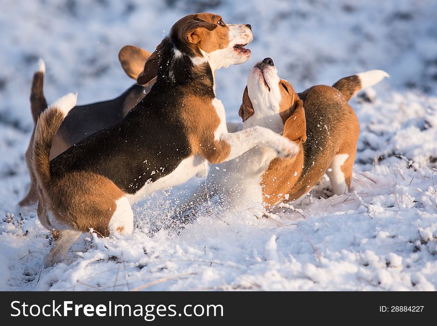 Three Beagles having fun