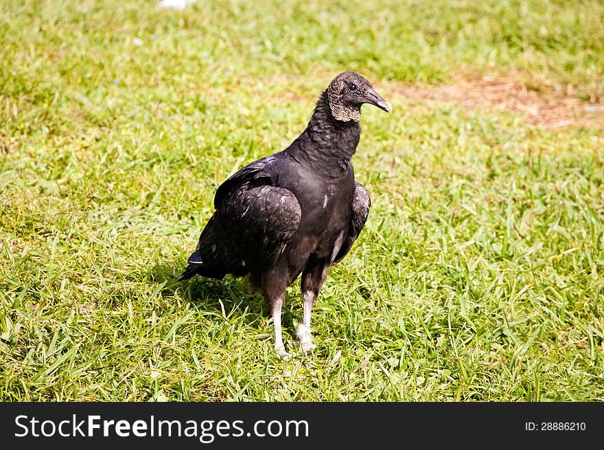 A vulture standing on the grass. A vulture standing on the grass.