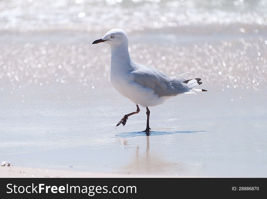 Seagull on beach