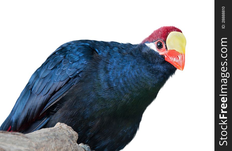 Portrait of a violet turaco with yellow and red beak isolated on white. Portrait of a violet turaco with yellow and red beak isolated on white