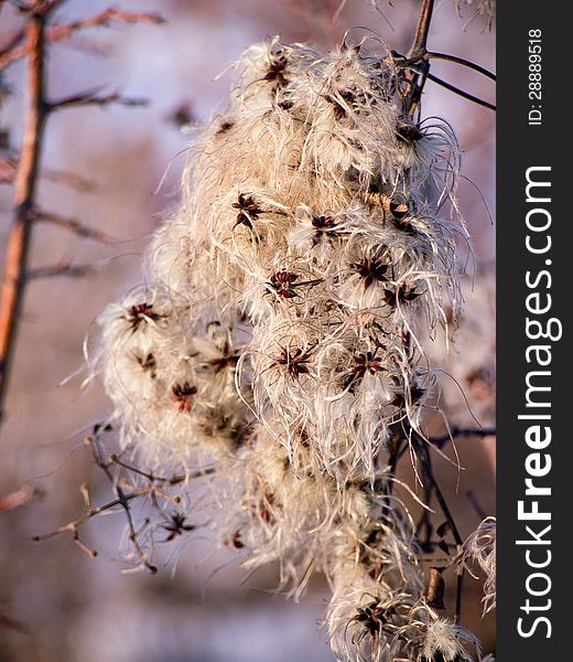 Fluffy Old mans beard (Clematis sp.) plant seeds in winter. Fluffy Old mans beard (Clematis sp.) plant seeds in winter