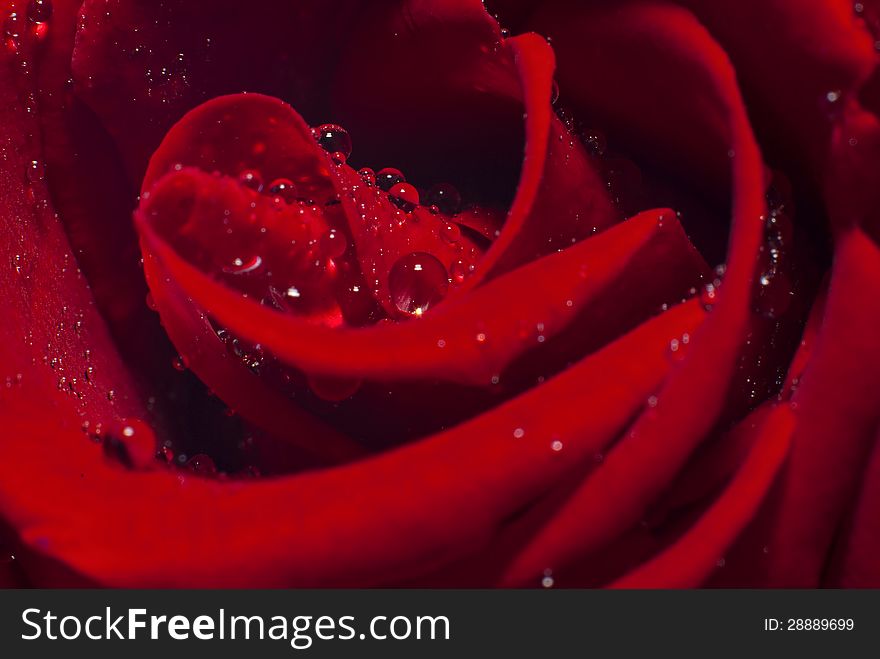 Lovely red rose after the rain. Full of water droplet.